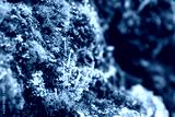 preview cold