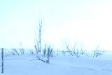 preview cold
