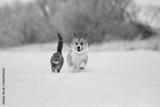 preview bw