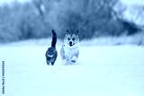 preview cold