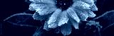 preview cold