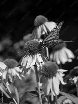 preview bw