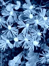 preview cold