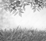 preview bw