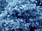 preview cold