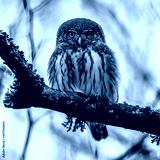 preview cold