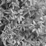 preview bw