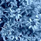 preview cold