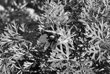 preview bw