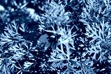 preview cold