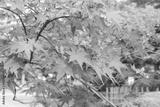 preview bw