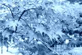 preview cold