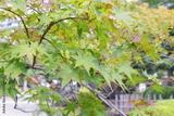 preview original