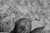 preview bw