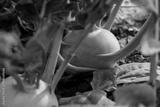 preview bw
