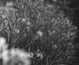 preview bw