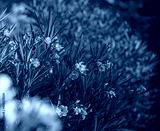 preview cold