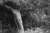 preview bw