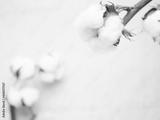 preview bw