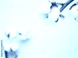 preview cold