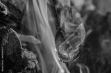 preview bw
