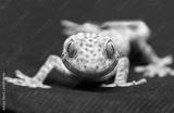 preview bw
