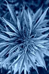 preview cold