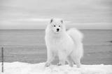 preview bw