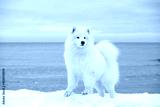 preview cold