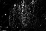 preview bw