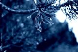 preview cold