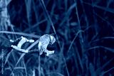 preview cold