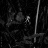 preview bw