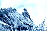 preview cold
