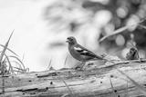 preview bw