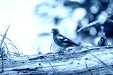 preview cold