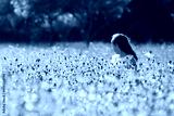 preview cold