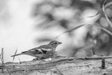 preview bw