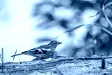 preview cold