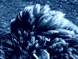 preview cold
