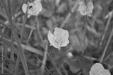 preview bw
