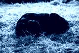 preview cold