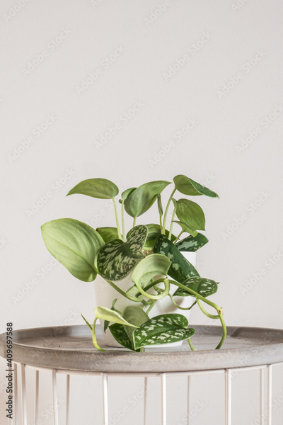 image to crop