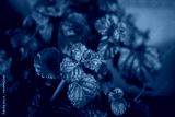 preview cold