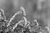 preview bw