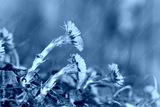 preview cold