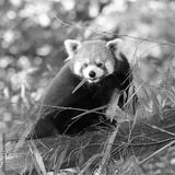 preview bw