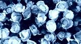 preview cold