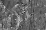 preview bw