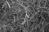 preview bw